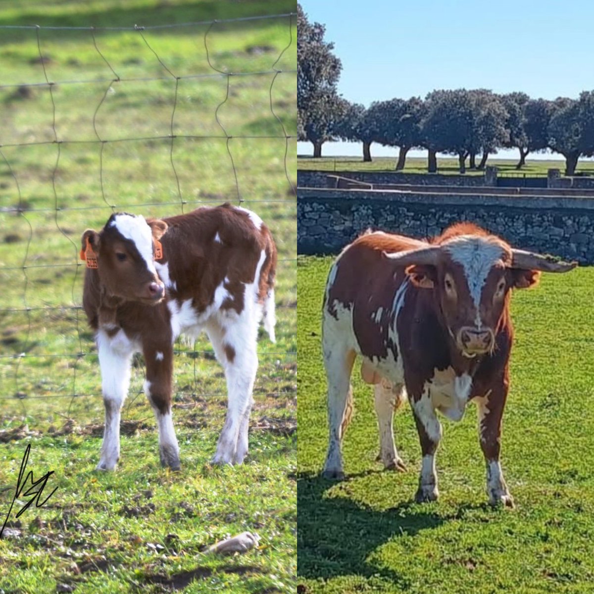 El tiempo pasa… El 32 de <a href="/SanchezCobaled1/">Sanchez-Cobaleda</a> crece 🙌🏻