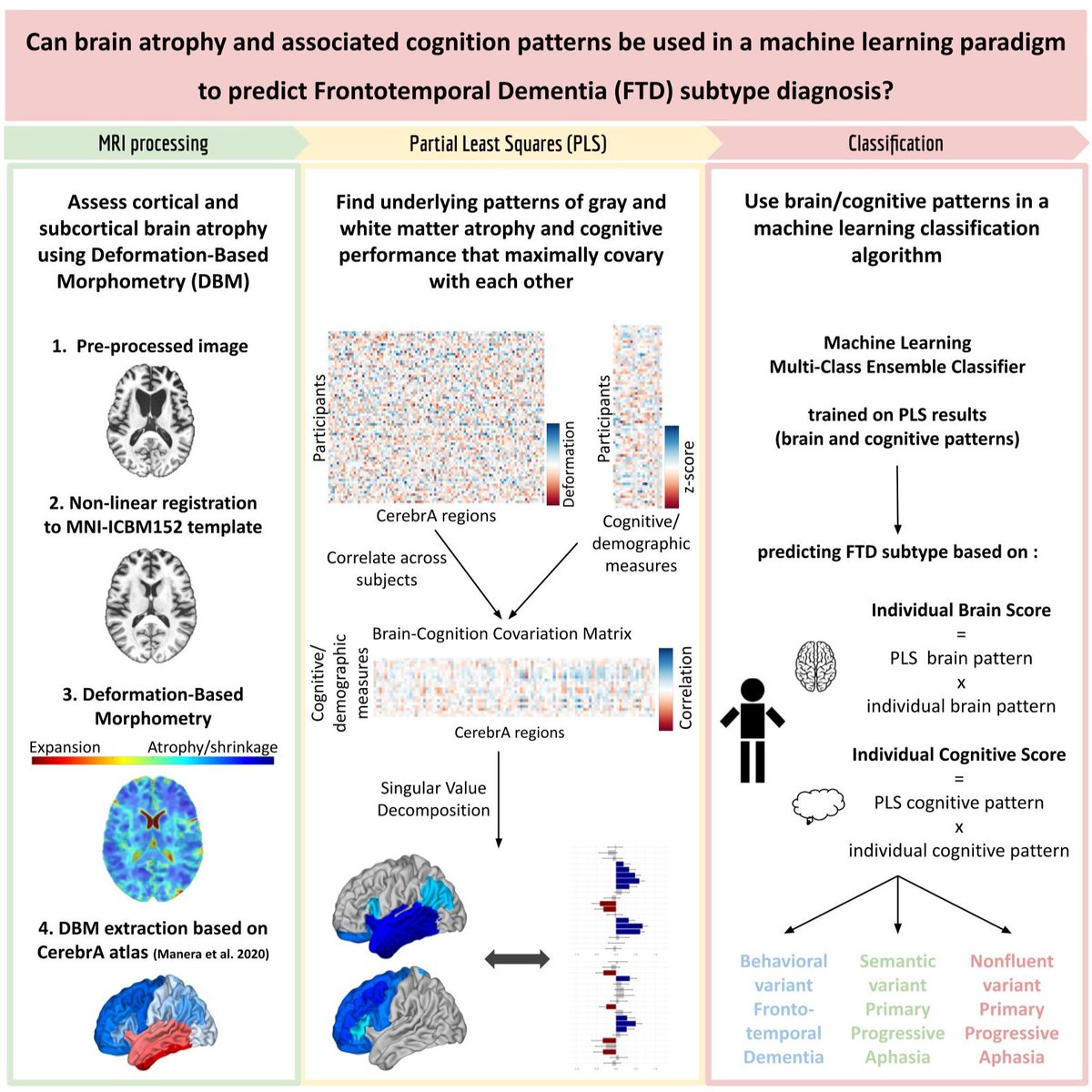ameliebuh's tweet photo. Excited to share that the first project of my PhD was published in 🧠 @braincomms 🧠 !!  We showed that machine learning can effectively differentiate frontotemporal dementia subtypes combining brain atrophy and cognition 🎉
https://t.co/M7hydjtfUZ (1/10) https://t.co/AWKp2LvYwT