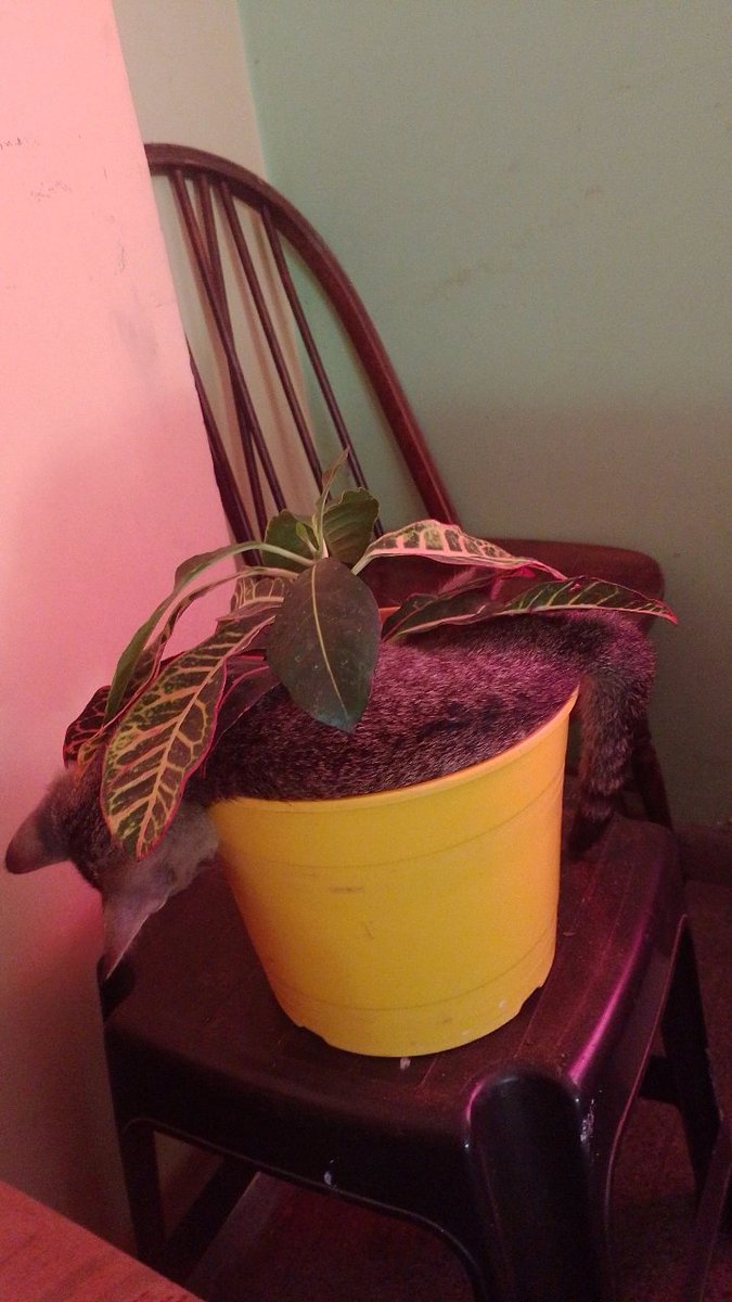Wadayupe's tweet photo. Compré un croton en un vivero y me vino con una plaga. Algún ingeniero que me diga si con jabón potásico se le cura? https://t.co/pto1bYt8yX