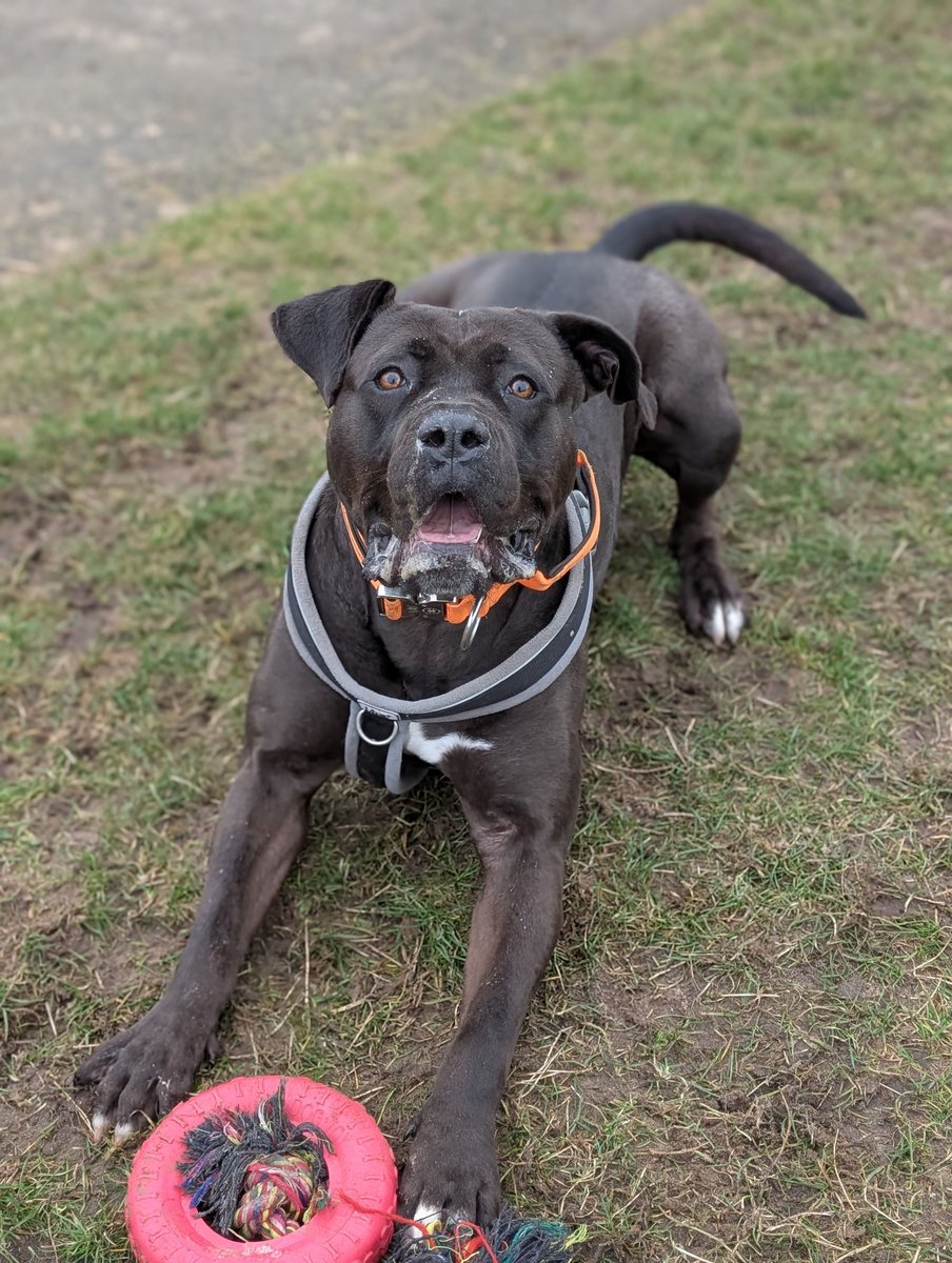It's time to meet Birmingham Centre's Dog of the Week, Skylar! 
A Cane Corso with a huge heart and bigger personality! Rescued as a stray, this nearly 40kg beauty thrives on play, treats, and affectionate moments. Smart and talented, she impresses with commands and loves chasi...
