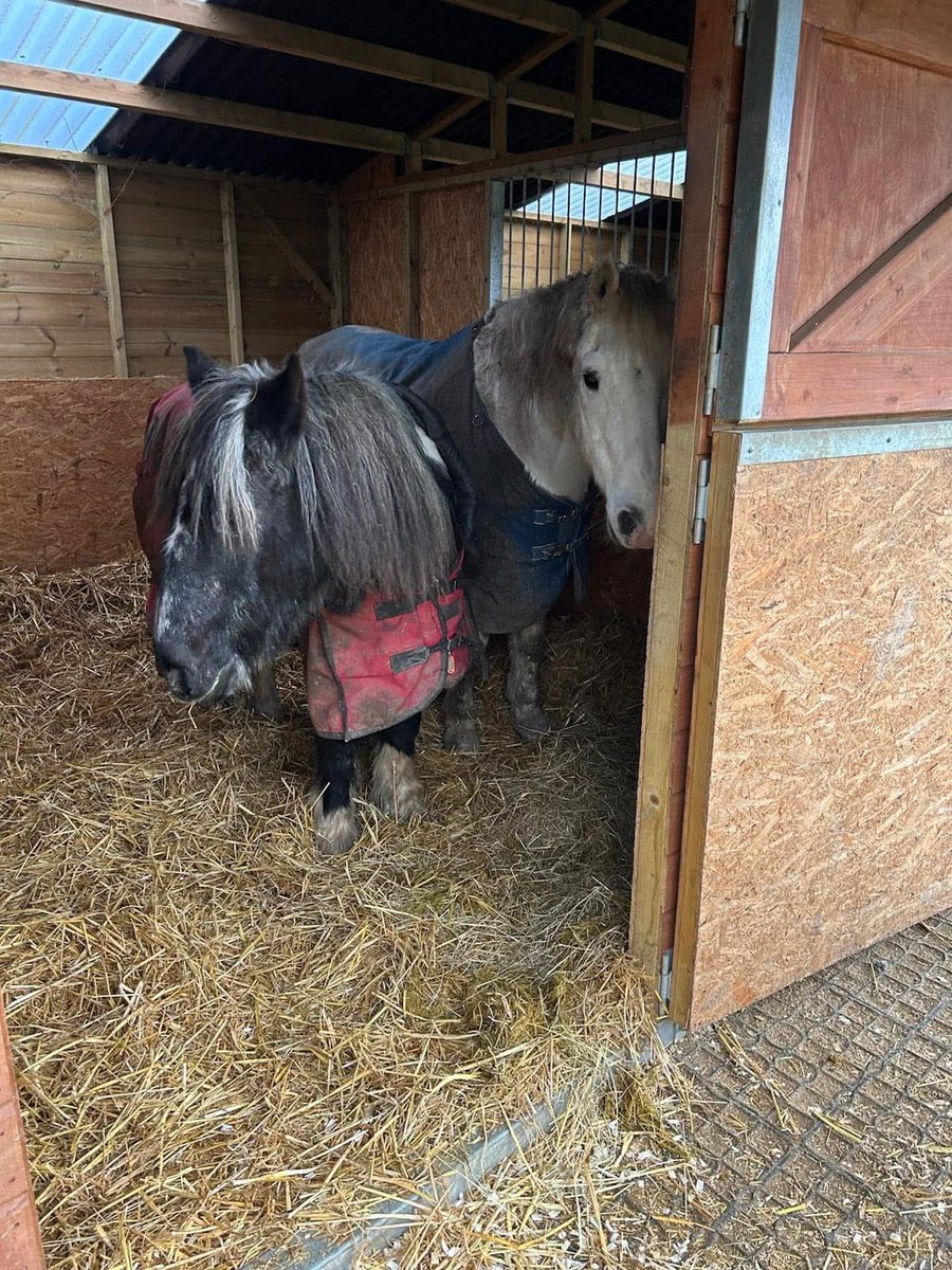 Best friends

#horses 
#Ponies
#EquestrianLife
#HorseLover
#PonyLove
#RidingSchool
#HorsebackRiding
#EquineCommunity 
#LoveHorses
#PonyPower
#GallopOn
#HorsesMakeUsHappy
#RidingForJoy