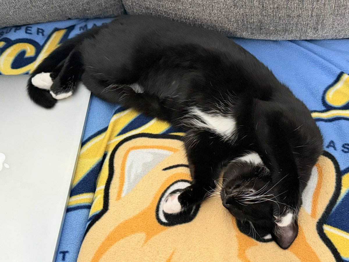 jesuisunenicole's tweet image. Another one #tuxedocatsoftwitter