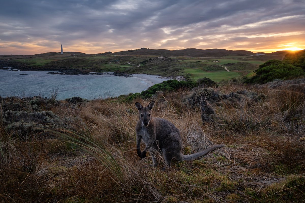 AndrewRiceGolf's tweet photo. Cape Wickham is the most beautiful golf course in Australia, but it’s not in the top 10 courses I’ve played in Australia. Great experience, and I’d tell you to go do it. It’s just not the best golf course. Sorry!🇦🇺 https://t.co/rkn9IbKXqO
