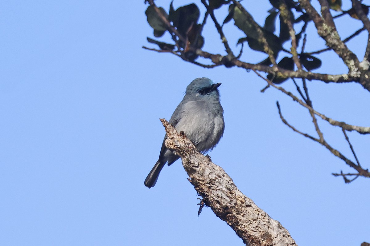 Dominic Mitchell tweet media