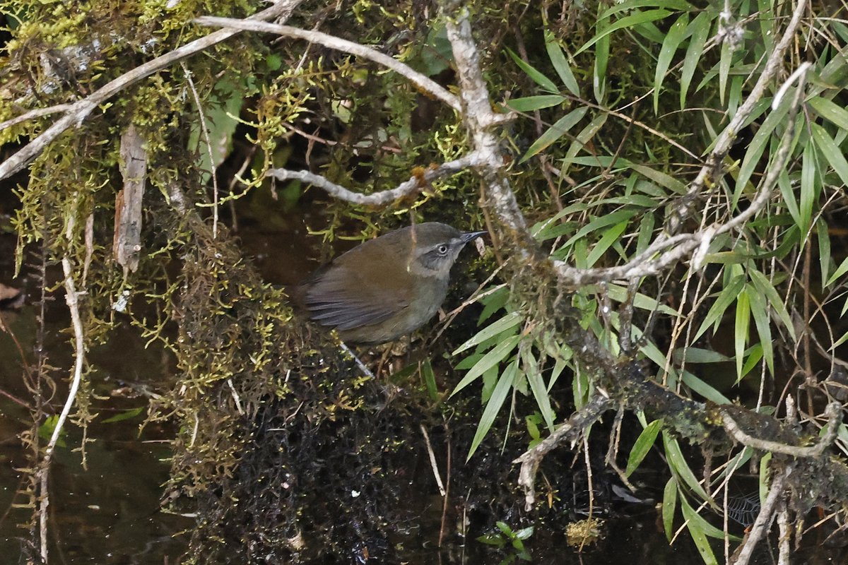 Dominic Mitchell tweet media