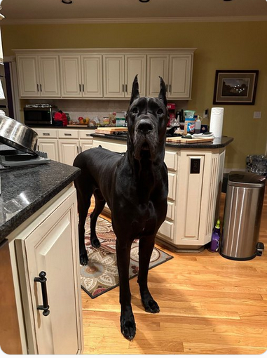 Ganesha 🇩🇪🇮🇳 tweet media