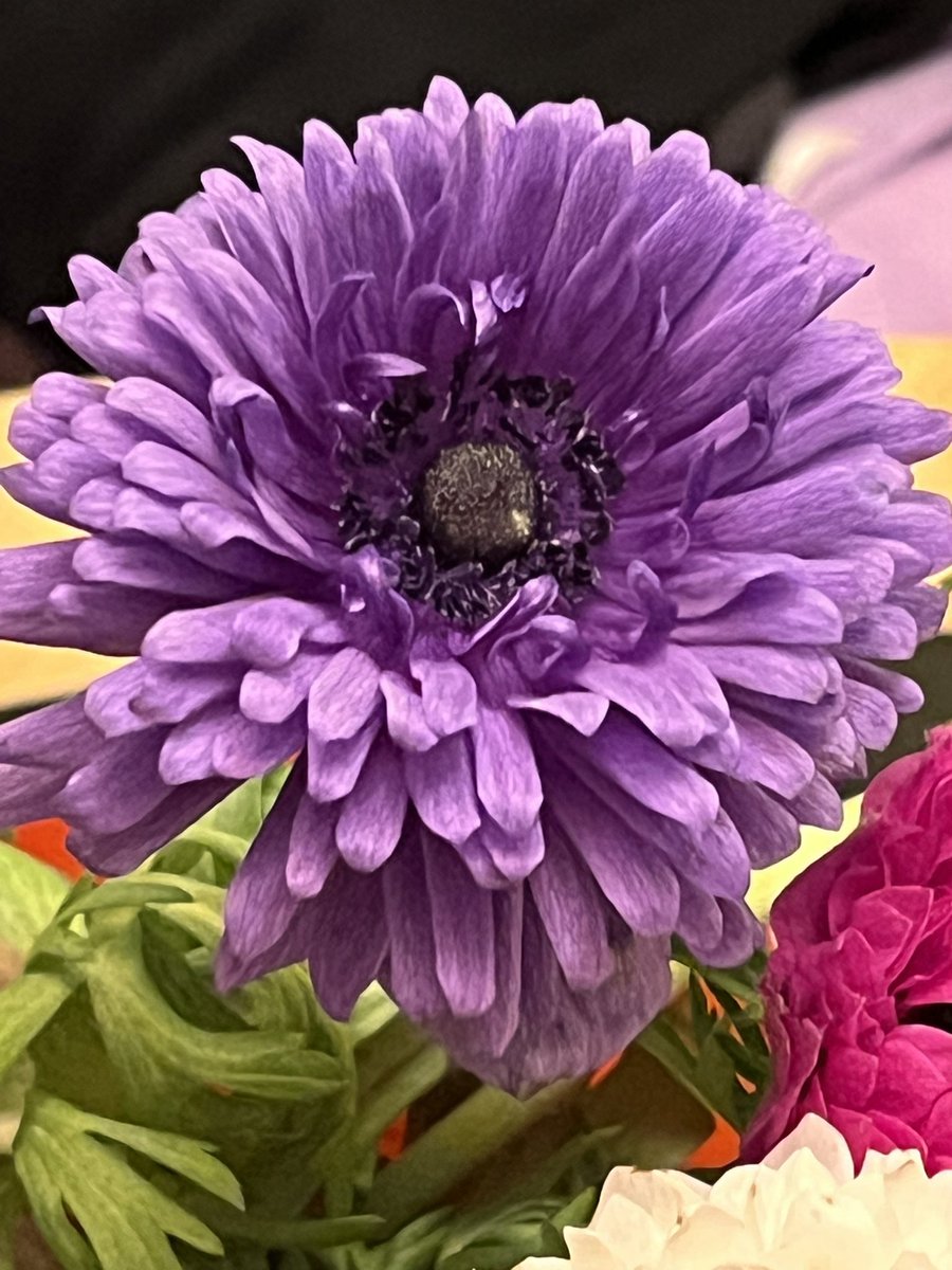 natcolin's tweet photo. Just to brighten your Monday! #Flowers #Anémone #theworldismad https://t.co/NUzGwe26Iy