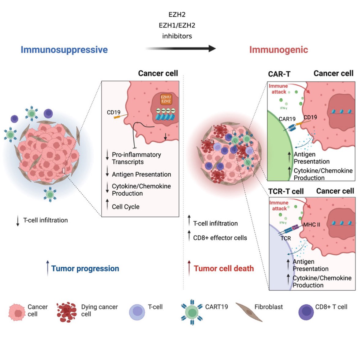Patrizia Porazzi (@patriziaporazzi) on Twitter photo Exciting news: EZH1/EZH2 inhibition enhances adoptive T cell immunotherapy against multiple cancer models <a href="/Cancer_Cell/">Cancer Cell</a> <a href="/MarcoRuella/">Marco Ruella</a> <a href="/AlbertoCarturan/">Alberto Carturan</a> <a href="/PuneethGuru_/">Puneeth Guruprasad</a> <a href="/_ruchipatel/">Ruchi Patel</a> <a href="/yunlin_zhang_/">Yunlin Zhang</a> <a href="/guido_ghilardi/">Guido Ghilardi</a> and my stellar co-author Siena Nason
cell.com/cancer-cell/ab… Exciting news: EZH1/EZH2 inhibition enhances adoptive T cell immunotherapy against multiple cancer models <a href="/Cancer_Cell/">Cancer Cell</a> <a href="/MarcoRuella/">Marco Ruella</a> <a href="/AlbertoCarturan/">Alberto Carturan</a> <a href="/PuneethGuru_/">Puneeth Guruprasad</a> <a href="/_ruchipatel/">Ruchi Patel</a> <a href="/yunlin_zhang_/">Yunlin Zhang</a> <a href="/guido_ghilardi/">Guido Ghilardi</a> and my stellar co-author Siena Nason
cell.com/cancer-cell/ab…