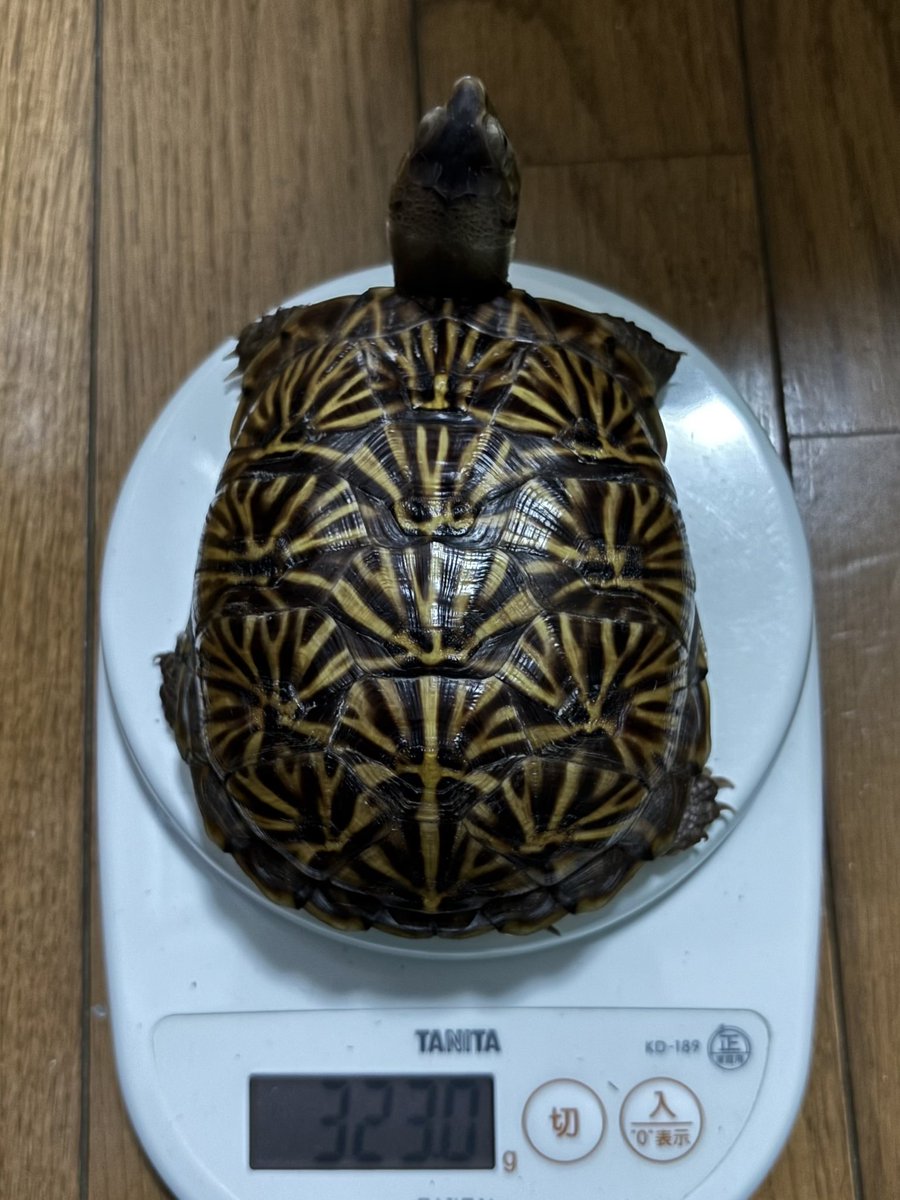 dsk_life's tweet photo. [成長記録]
飼育から6ヶ月
(孵化後8ヶ月弱)
(ミナミ)ニシキハコガメのTSD♂
ミナミくん🐢

甲長4.8→6.9→8.0→9.2→9.9→10.5→10.9cm
体重26.5→64.5→111→178→234→285.5→323g

私の風邪により管理不足だったからか
食が細かった1ヶ月🙏
#ミナミニシキハコガメ
#ニシキハコガメ
#desertboxturtle https://t.co/Hky1xzu5zV