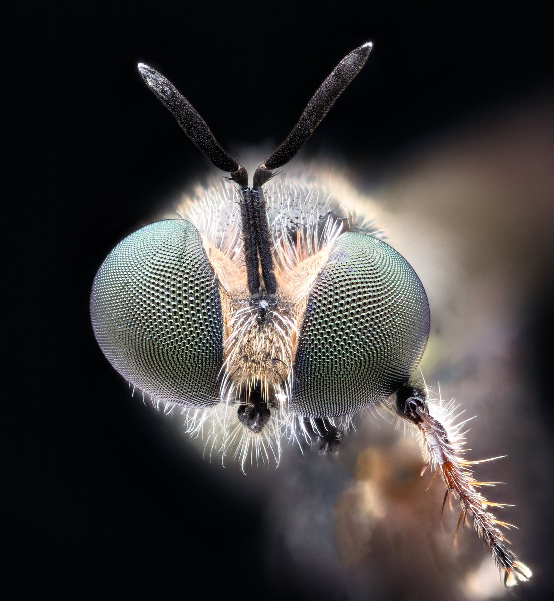 Entrancing Omatidian. Full screen this kids. Very small #fly, head about the size of the head of a pin.  Unsure of species. An illuminated photobition of how lovely fly eyes can be, the eye color alone is humanly irreproducable.