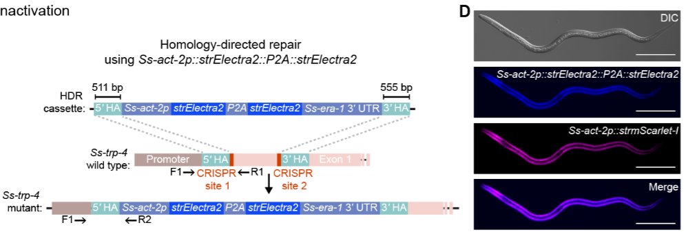 New applications of Electra2! Patel et al. used Electra2 to screen for genetically modified nematodes to study dopamine signaling driving skin invasion (biorxiv.org/content/10.110…). All plasmids for Electras can be requested from WeKwikGene wekwikgene.wllsb.edu.cn/publications/1…