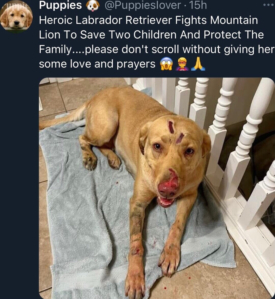 NahBabyNahNah's tweet photo. Dogs don’t care about politics. They don’t care about your past mistakes. 

They just show up, wagging their tails, ready to love. 

In a world gone mad, that’s real loyalty. https://t.co/8zNLVOpqTd