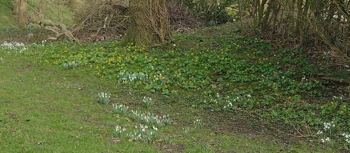 drpjhughes's tweet photo. A carpet of #snowdrops and #aconites in the peace of our local Quaker burial ground. https://t.co/B3Z1v76mro