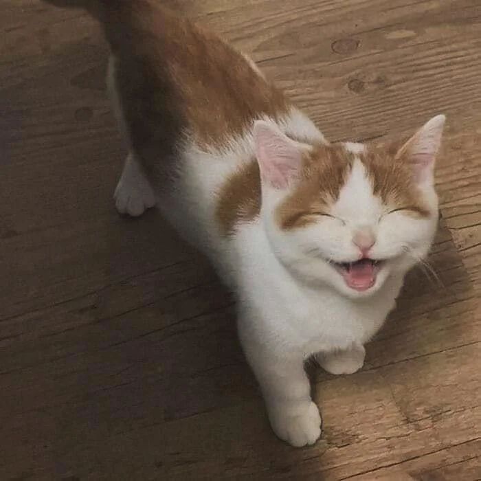 Why you should have a cat tweet media