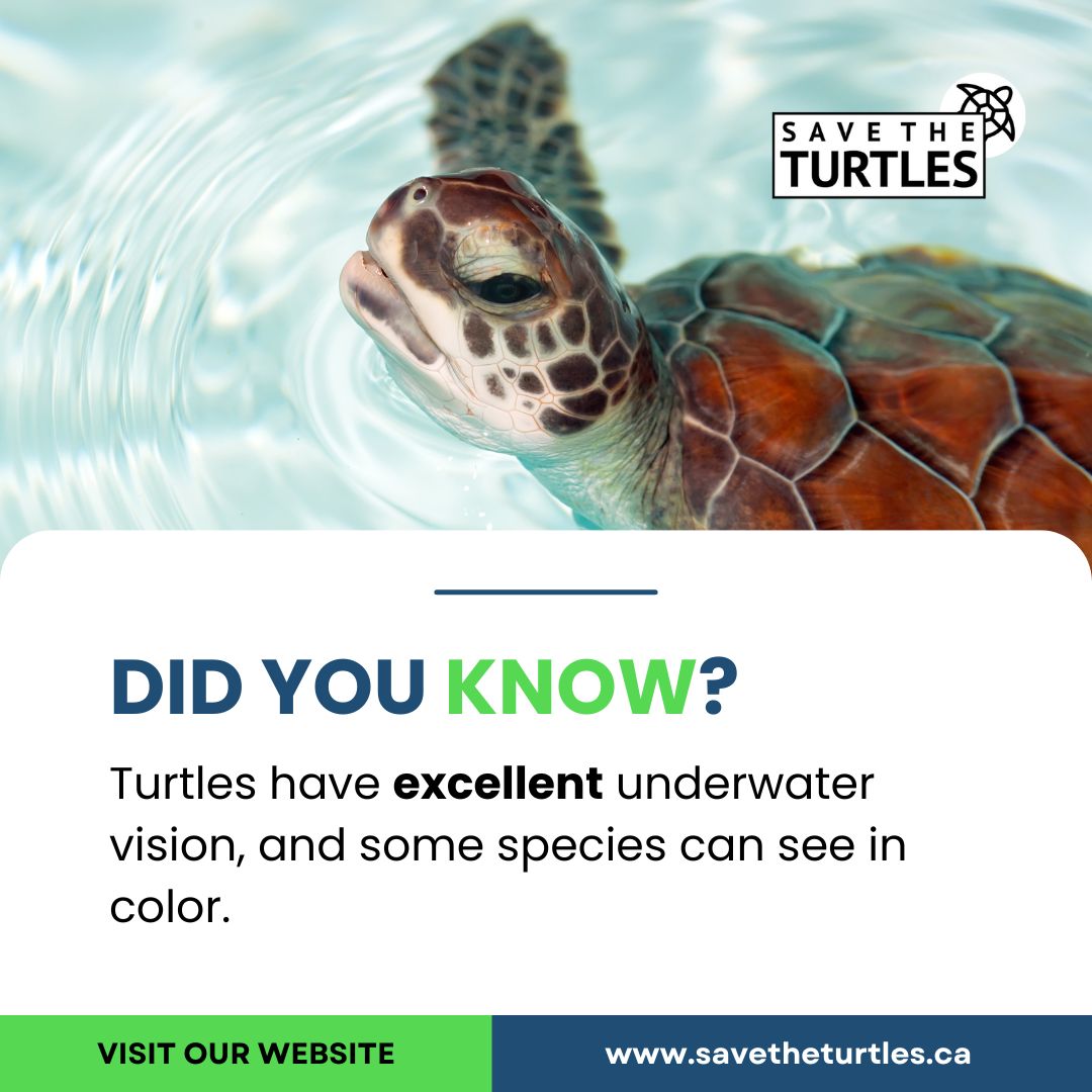 savetheturtlesg's tweet photo. Did you know? 🐢

Turtles have excellent underwater vision, and some species can see in color. ✅

Let’s protect turtles by choosing eco-friendly products. ✨

🌐 https://t.co/dRBHsKBMIb

#SaveTheTurtles #EcoFriendlyProducts #TurtleFacts #Trivia #DidYouKnow #TurtleVision https://t.co/BX27xcteuv