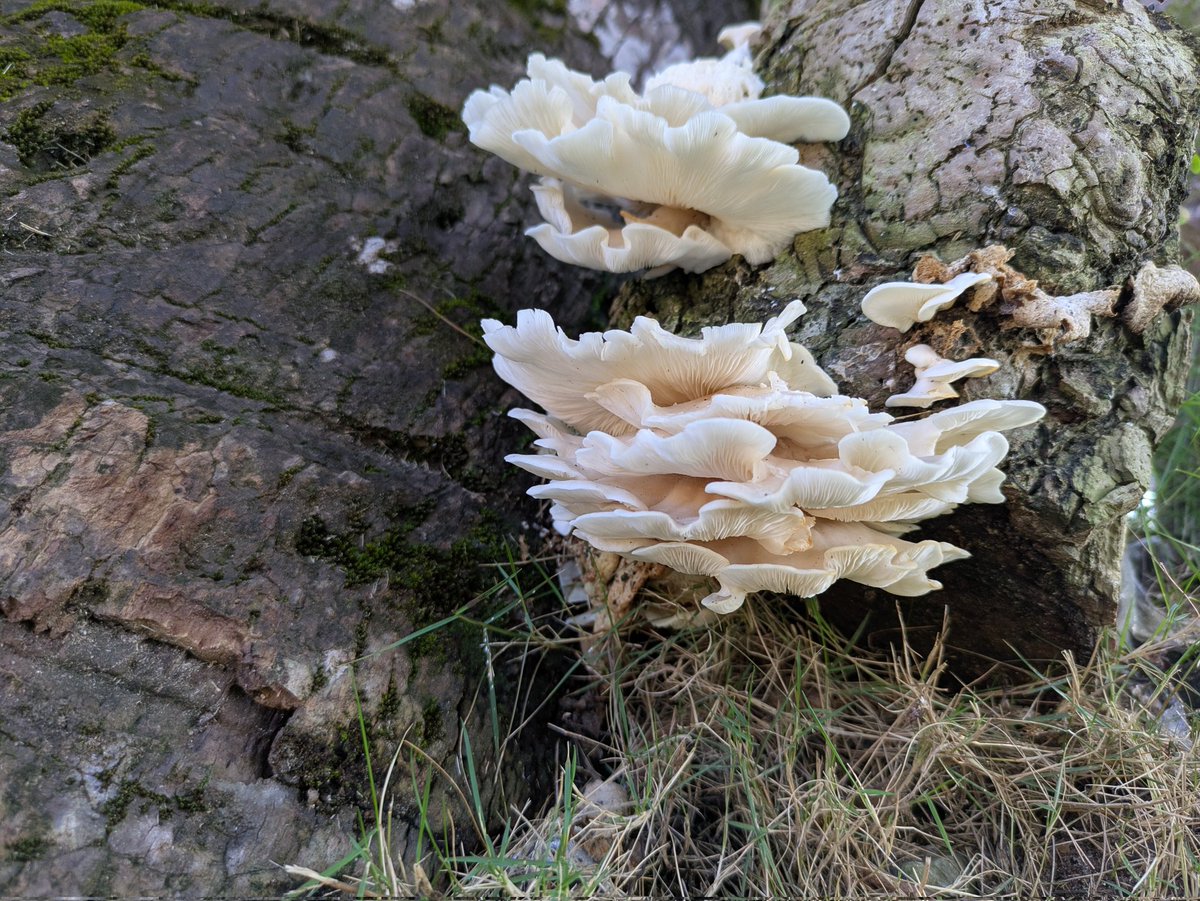 Can anyone help me identify this? On the coast, in Dominican Republic