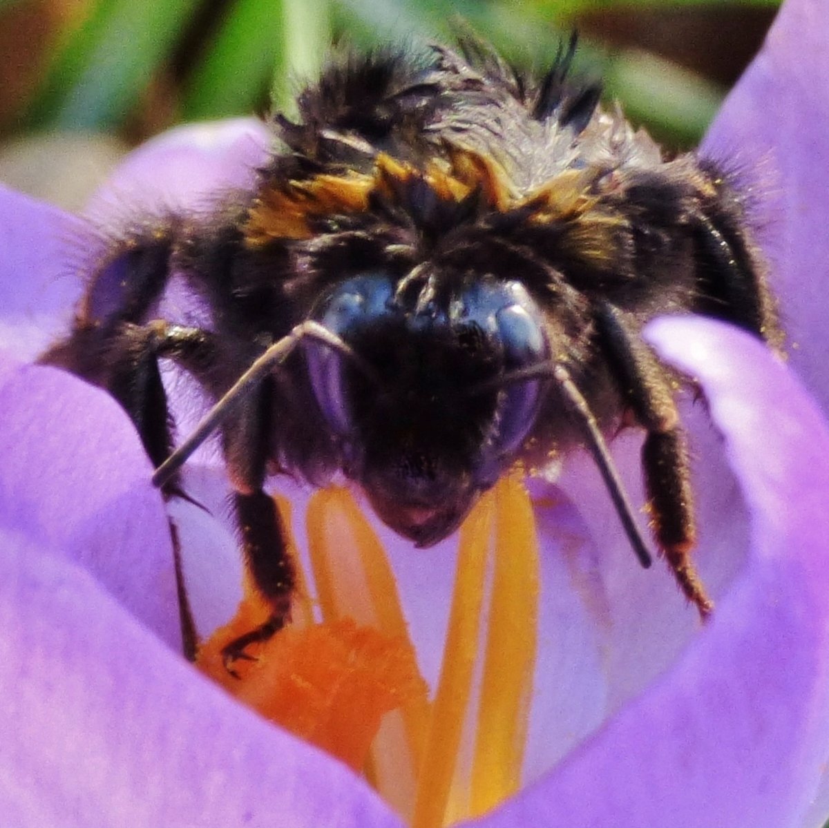 kamhongleung2's tweet photo. Beautiful Crocus Field, Spring @ KEW on 22 February 2025
#KewGardens #Spring #SpringAtKew #Blossom #Blossoms #Flower #Flowers #FlowersLovers #Crocus #Snowdrop #Bee #BumbleBee #Insect #Pollinator #Leaf https://t.co/ad8zCEqMRd