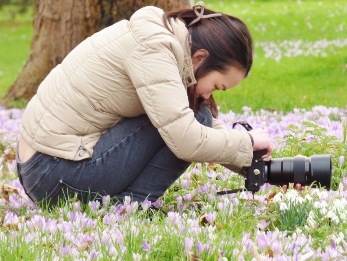 kamhongleung2's tweet photo. Beautiful Crocus Field, Spring @ KEW on 22 February 2025
#KewGardens #Spring #SpringAtKew #Blossom #Blossoms #Flower #Flowers #FlowersLovers #Crocus #Snowdrop #Bee #BumbleBee #Insect #Pollinator #Leaf https://t.co/ad8zCEqMRd