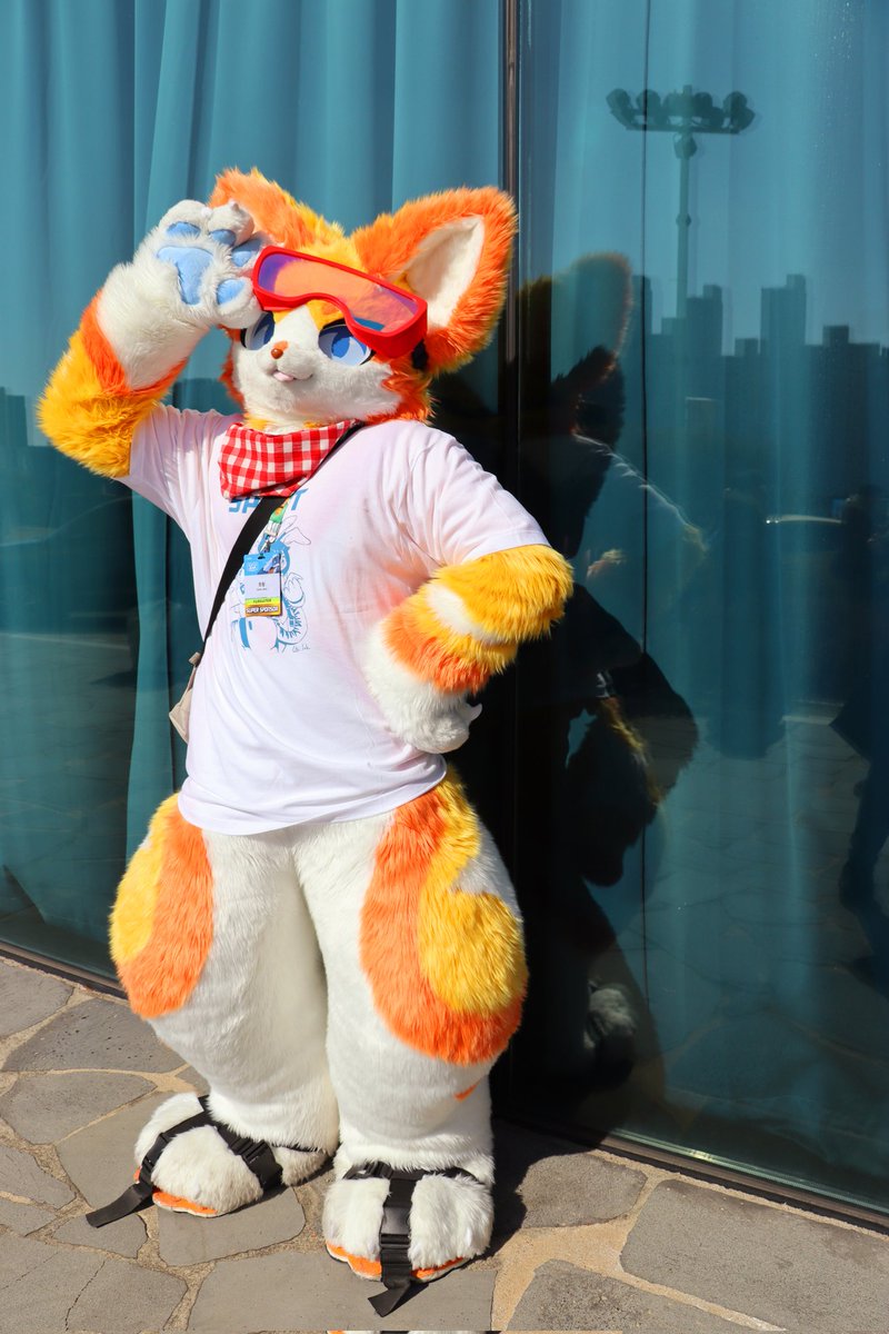 🐈보리 Bori ポリ🐾 tweet media