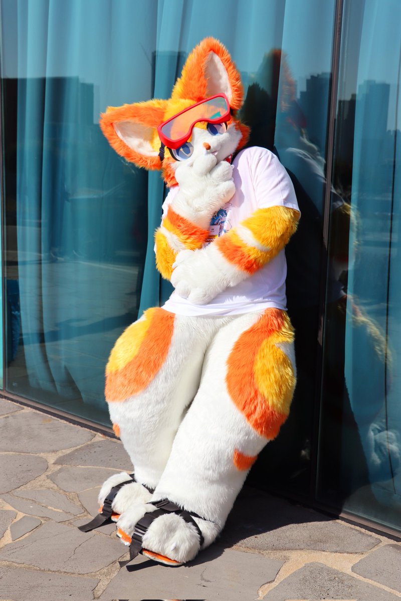 🐈보리 Bori ポリ🐾 tweet media