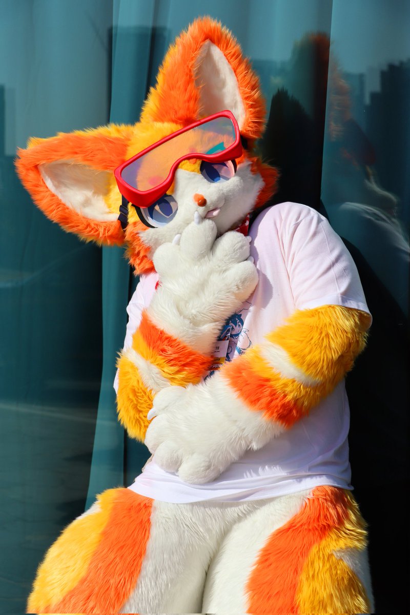 🐈보리 Bori ポリ🐾 tweet media