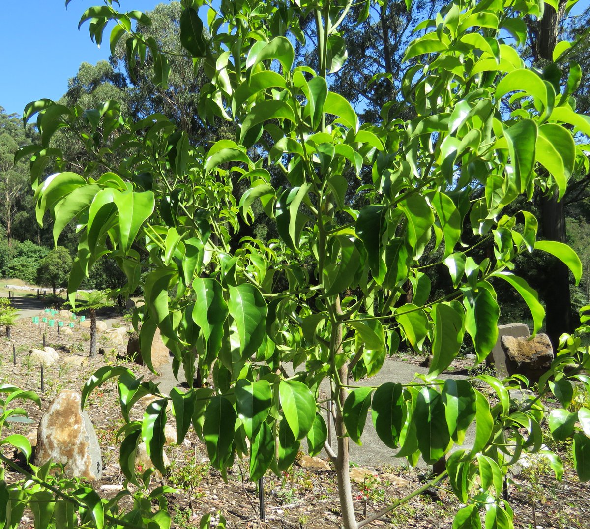 StuartWilliams_'s tweet photo. Emmenosperma alphitonioides (yellow ash, bonewood), a rainforest tree from eastern Australia
It occurs near Batemans Bay in New South Wales and northwards to Cape York Peninsula in Queensland
#DandenongRangesBG #AustralianCloudForestCollection #Emmenosperma #Rhamnaceae #ozplants https://t.co/scgzUV9ni5