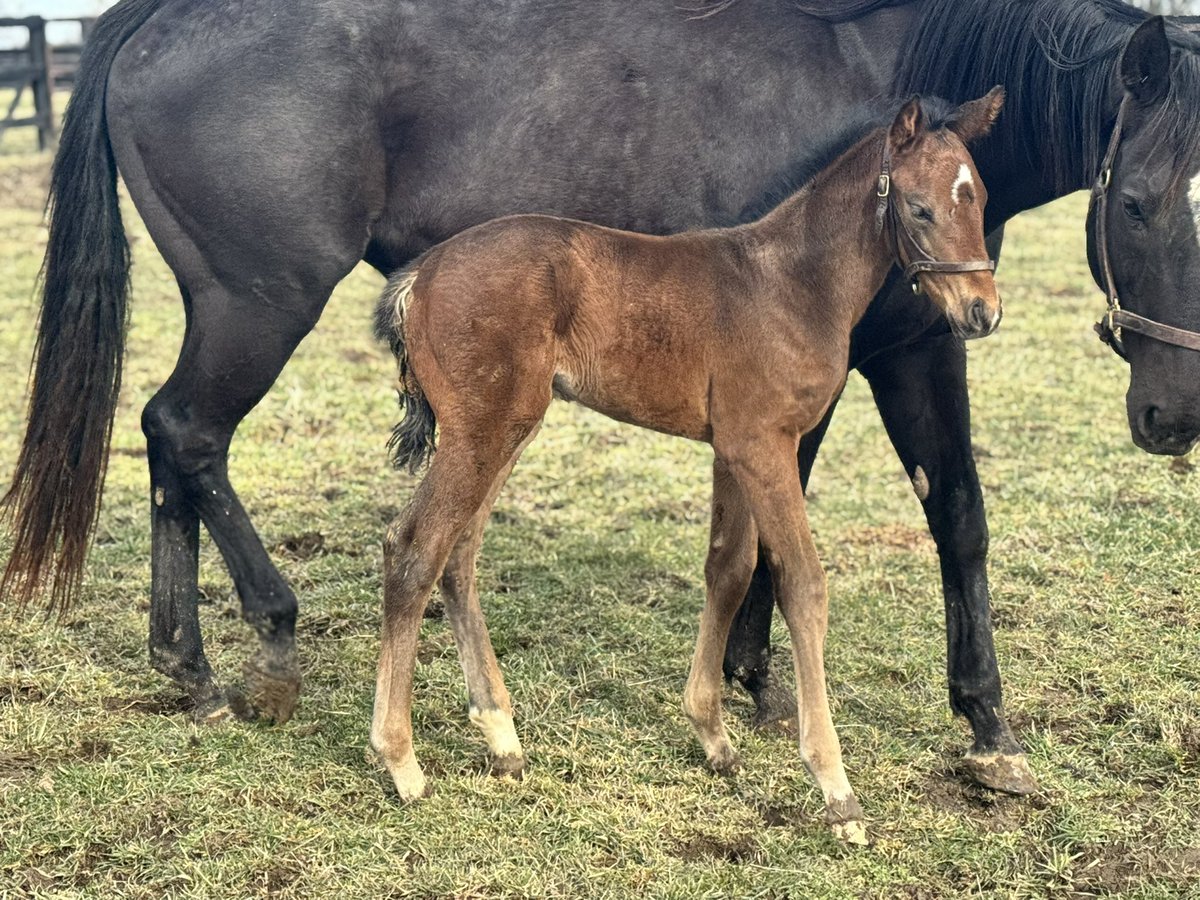 greenfieldky1's tweet image. With the sun finally coming out we got some foal pics today here’s a colt by @WinStarFarm freshman sire Two Phils out of Cindago mare Quizzical . Owned by Alan &amp;amp; Susan Branch