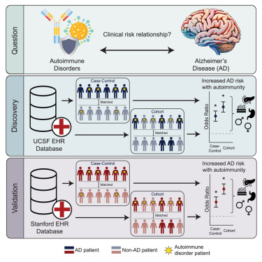 UCSF Bakar Computational Health Sciences Institute (@ucsf_bchsi) on Twitter photo Great work <a href="/UCSF/">UC San Francisco</a>! Exposure to autoimmune disorders is associated w/ increased Alzheimerās disease risk in a multi-site electronic health record analysis by Grace Ramey <a href="/msirota84/">Marina Sirota</a> <a href="/SirotaLab/">Sirota Lab at UCSF</a> <a href="/AliceTang_mstp/">Alice Summer Tang</a> <a href="/capra_lab/">Capra Lab</a> <a href="/NimaAghaeepour/">Nima Aghaeepour</a> <a href="/tomiko22/">tomiko oskotsky</a> <a href="/CellRepMed/">Cell Reports Medicine</a> cell.com/cell-reports-m⦠Great work <a href="/UCSF/">UC San Francisco</a>! Exposure to autoimmune disorders is associated w/ increased Alzheimerās disease risk in a multi-site electronic health record analysis by Grace Ramey <a href="/msirota84/">Marina Sirota</a> <a href="/SirotaLab/">Sirota Lab at UCSF</a> <a href="/AliceTang_mstp/">Alice Summer Tang</a> <a href="/capra_lab/">Capra Lab</a> <a href="/NimaAghaeepour/">Nima Aghaeepour</a> <a href="/tomiko22/">tomiko oskotsky</a> <a href="/CellRepMed/">Cell Reports Medicine</a> cell.com/cell-reports-mā¦