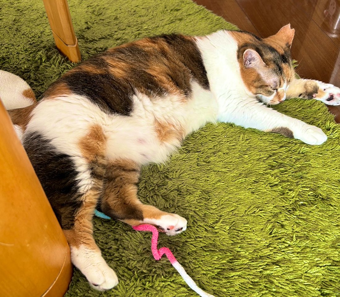 mike_sacchan's tweet photo. 猫ではない皆さん✨

お仕事行く前にコレを見てお仕事行く気を無くすでし🤗 https://t.co/t9FmyAW5Tc