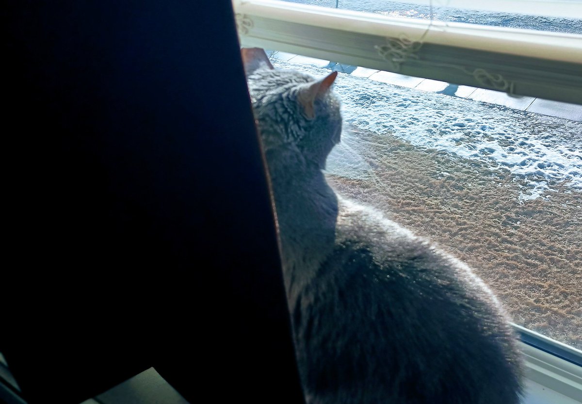 Weemus0417's tweet image. Every afternoon, she knows just when to sit in the window and wait for the kids to get off the bus.💛 Highlight of her day; she loves it.💛  #CatsOfTwitterX #SeniorCats #Aw🤗 #Expectancy✨