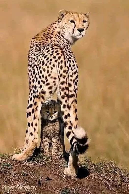 SeniorBruter's tweet photo. Bruter's Fact's and Fiction's:

An Award Winning Photograph.

Piper Mackay Photography while on Safari in Masai Mara Journey in Kenya, East Africa.
A cheetah Mother shades her cub from the Scorching Sun. https://t.co/iUA1wMwBs0