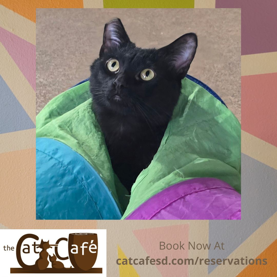 Turkey looks a little confused here but it's kind of endearing. #catcafesd