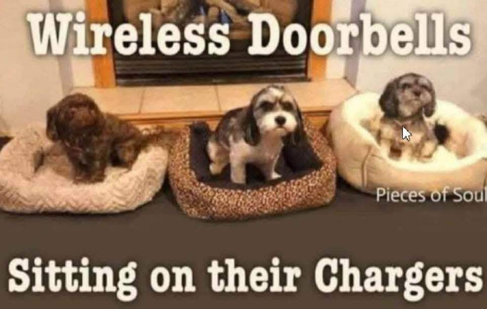 Heckin Good Dogs (@heckingooddogs) on Twitter photo 