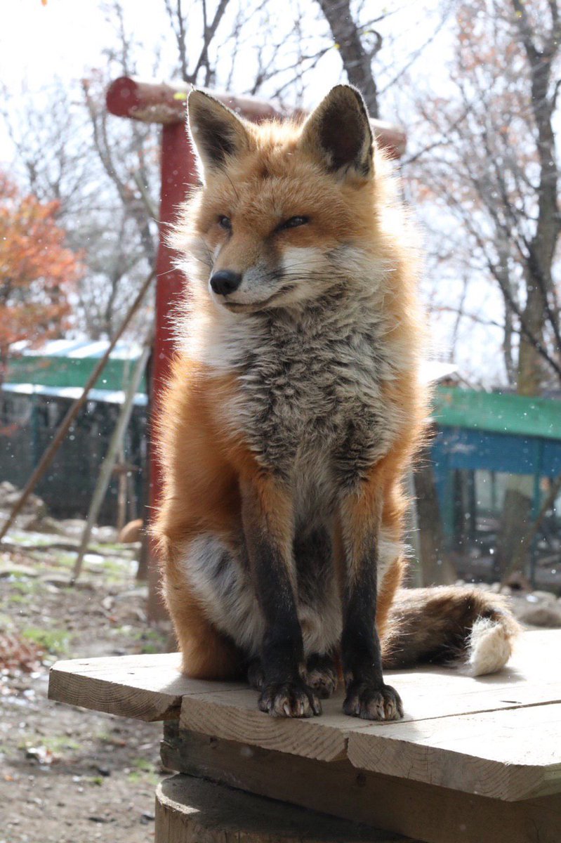 FopsHourly's tweet image. [🔗](api.tinyfox.dev/hourly/HourlyF…)