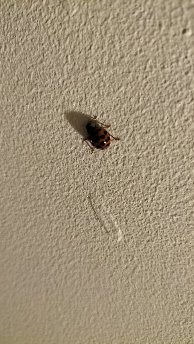 JaniceChainey's tweet photo. Hoomum don't look but there's a nasty creature crawling up the ceiling behind you 🫣🐞 #dogsofX #dogsoftwitter #ladybird https://t.co/NekrMRuixE
