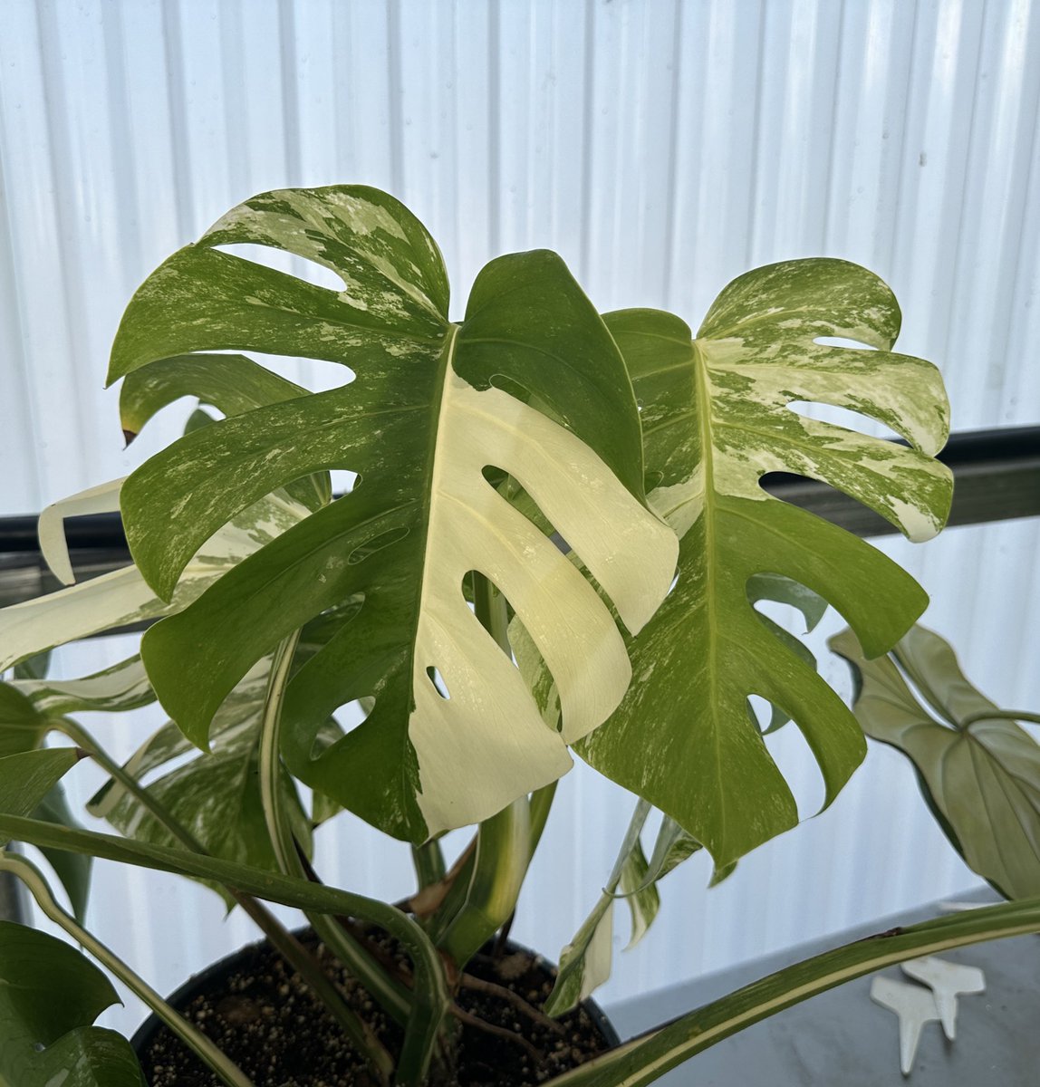 TECC-West Horticulture (@teccw_hort) on Twitter photo Happy Monstera Monday and hello to our new GEM in the greenhouse!! Thankful for our industry connections and their generosity to show our program economic highs in the world of botany.
Is a Monstera borsigiana var. albo variegata on your wish list this year??
<a href="/lisdcte/">Career & Technical Education Lewisville ISD</a> <a href="/TECCwest/">TECC West</a> Happy Monstera Monday and hello to our new GEM in the greenhouse!! Thankful for our industry connections and their generosity to show our program economic highs in the world of botany.
Is a Monstera borsigiana var. albo variegata on your wish list this year??
<a href="/lisdcte/">Career & Technical Education Lewisville ISD</a> <a href="/TECCwest/">TECC West</a>