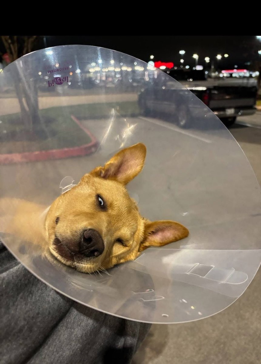 RoCoGB's tweet photo. 🚨FFS… only in Texas!!!!
Some POS dumped an injured 4 wk old puppy outside Wilma’s dog rescue!!!
The puppy was in shock so Wilma got the pup to ER Vet
After 5 hours X-rays, meds, the vet charged Wilma a staggering $1,200🥺
Can you help donate towards vet bill
https://t.co/Q9Q2kC9J7q
Puppy’s vitals are good, today Wilma got his leg set by her vet!