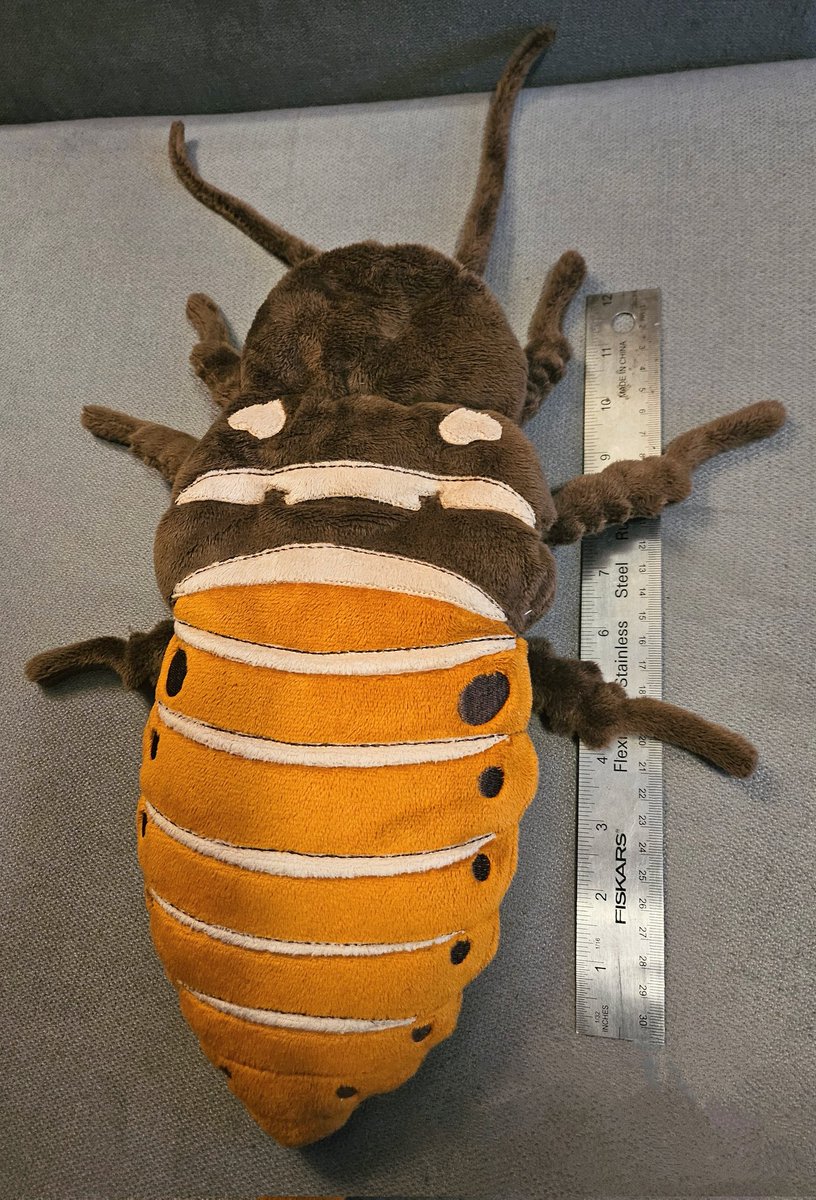 plushypuppy's tweet image. Big ol&apos; Madagascar hissing cockroach because why not?

She&apos;s 14 inches long and up in my shop!