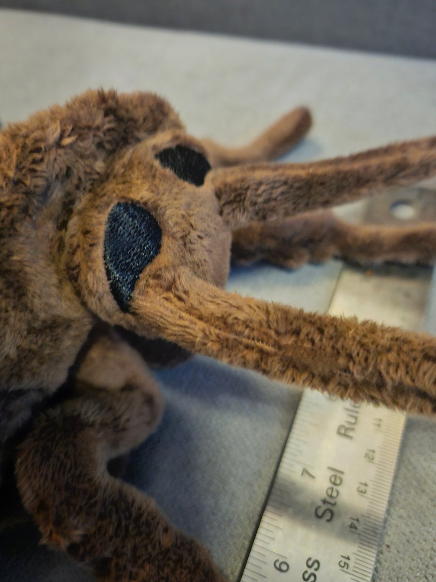 plushypuppy's tweet image. Big ol&apos; Madagascar hissing cockroach because why not?

She&apos;s 14 inches long and up in my shop!