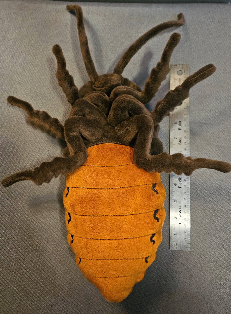 plushypuppy's tweet image. Big ol&apos; Madagascar hissing cockroach because why not?

She&apos;s 14 inches long and up in my shop!