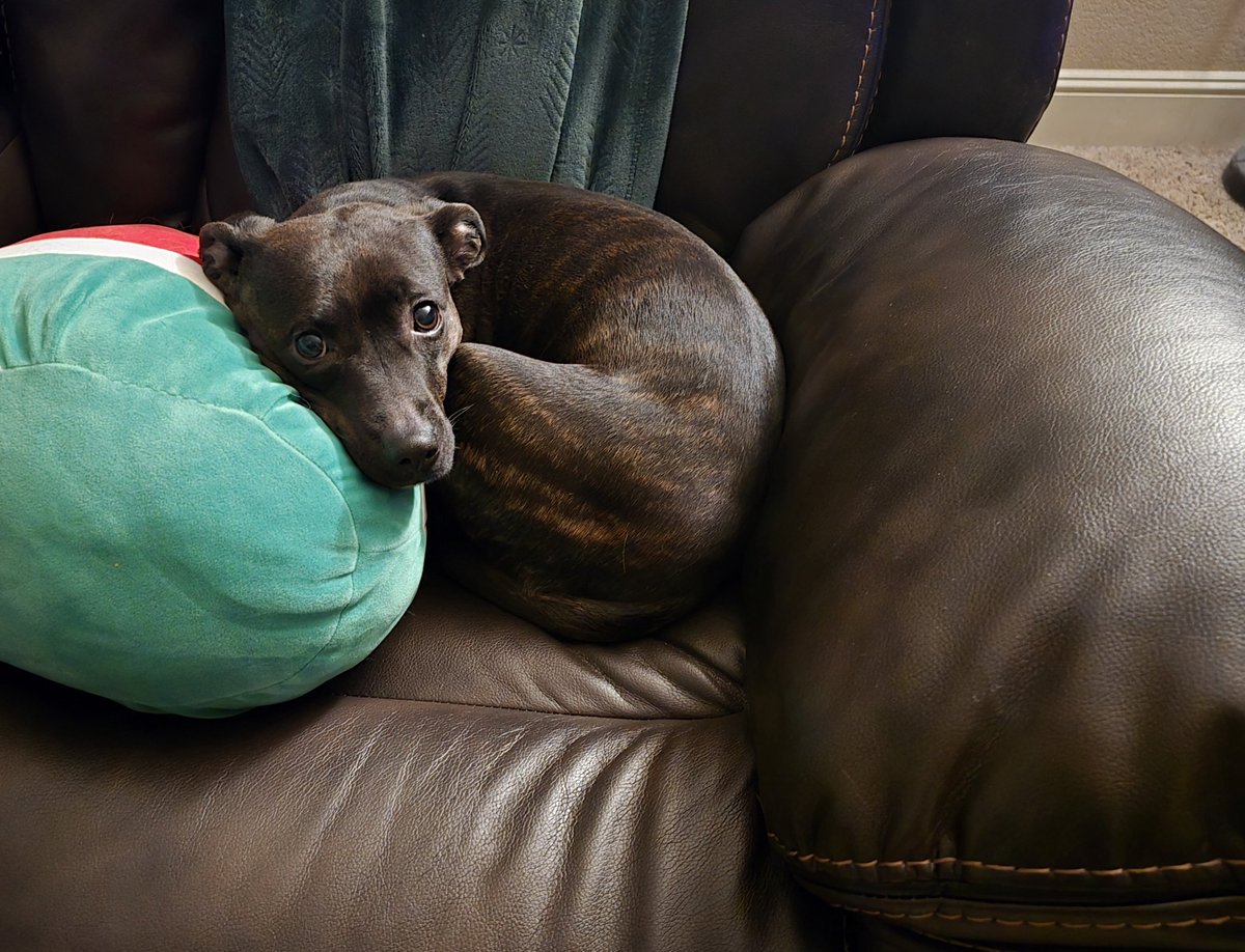 How it started vs. how it's going. 7 months post-rescue, and I can't imagine not having this pup in my pack.