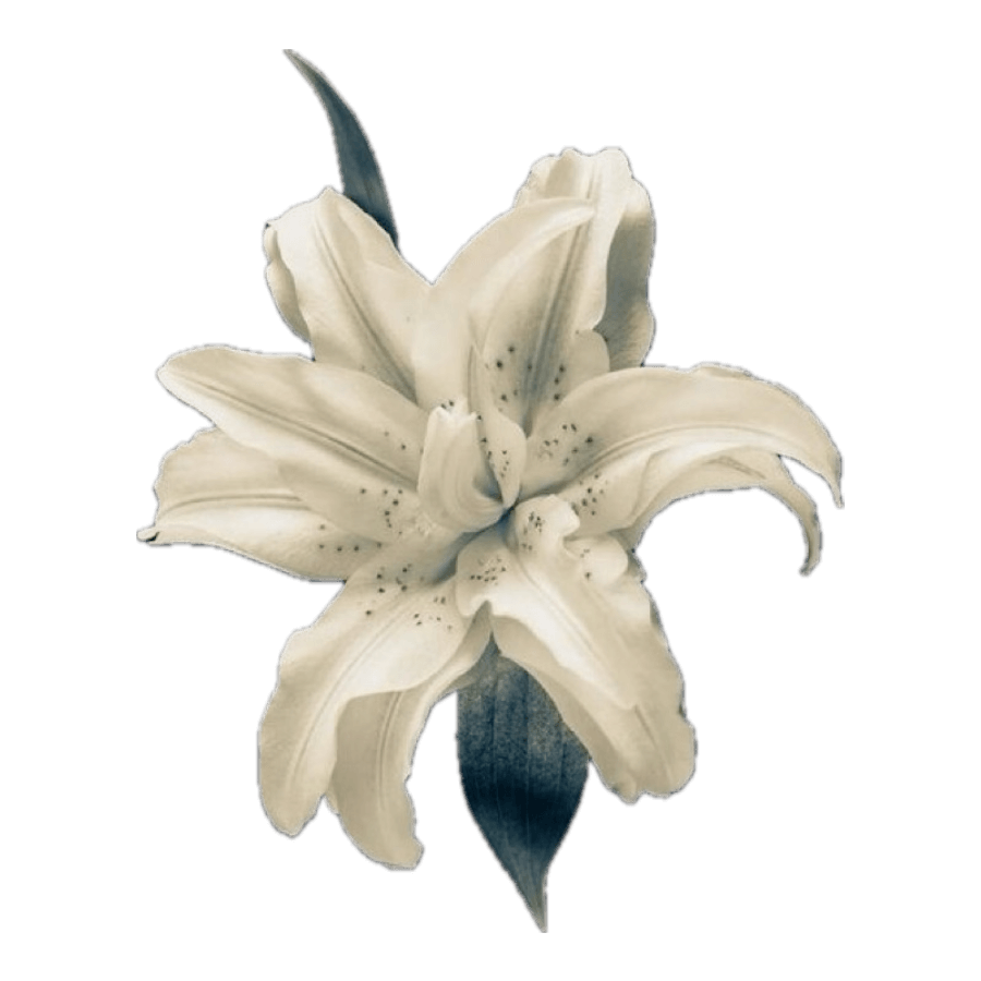 𝒚͟𝒐͟𝒖͟ 𝒘͟𝒊͟𝒍͟𝒍͟ 𝑶͟𝑩͟𝑬͟𝒀͟ 𝑴͟𝑬 .ᐟ (@dominushypnosis) on Twitter photo 