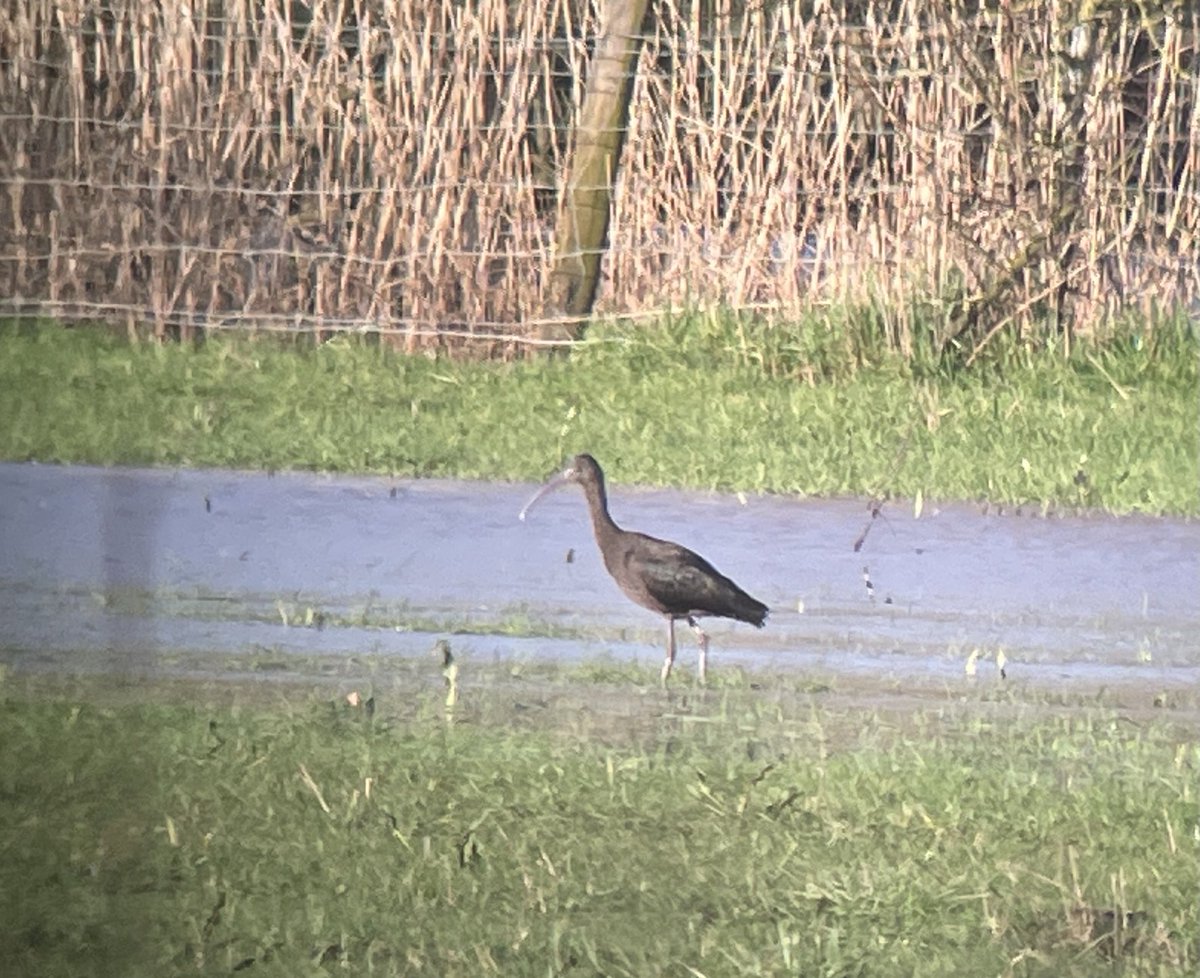 Record shot of this evening’s Glossy Ibis at Longdon, still present at dusk. Favours wet field north of causeway viewable from bridge ⁦<a href="/Worcs_bird/">Worcestershire Bird Records</a>⁩ ⁦@WorcsBirding⁩