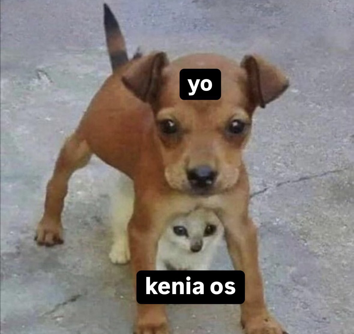 kospopstar's tweet photo. KENIA OS MERECE RESPETO https://t.co/tgbr3obb8l