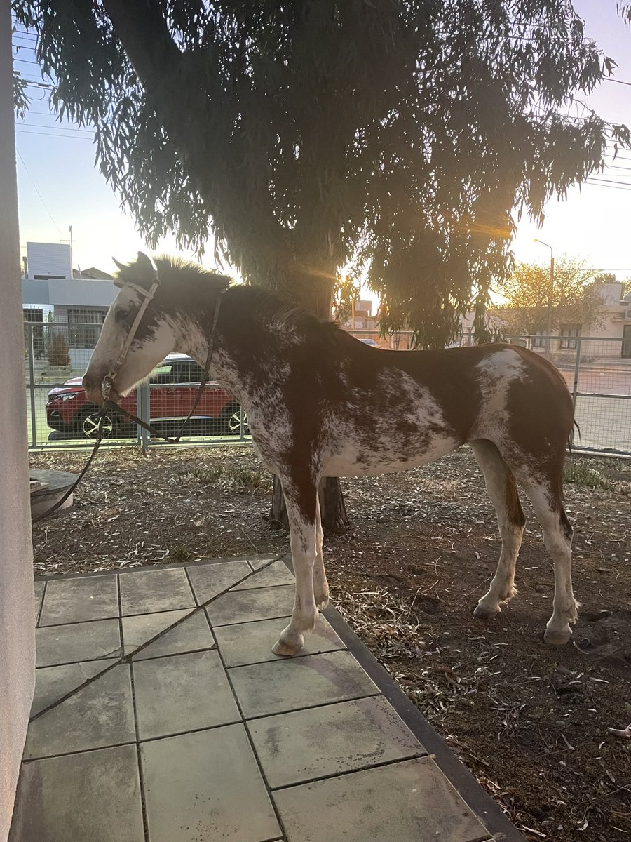 PedroeSanchez's tweet photo. Caminando, en bici, en auto, en moto …. o a caballo.. pero lo importante es venir a anotarse en la escuela! #Educación #Epja https://t.co/pxQcuL6z4t
