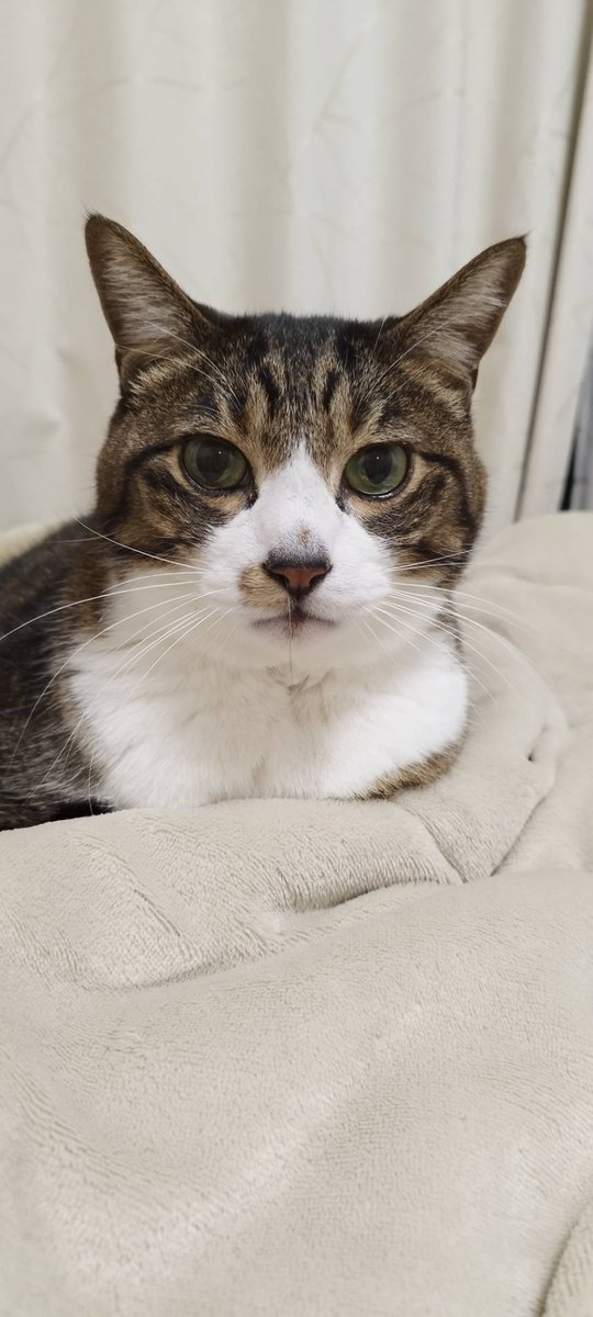 みニャさま。
猫の日おつかれさまでした🐾
ふう。

今日は25日･･･にゃんこの日です( ✧Д✧) ｶｯ!!
ฅ^•ω•^ฅฅ^•ω•^ฅฅ^•ω•^ฅ