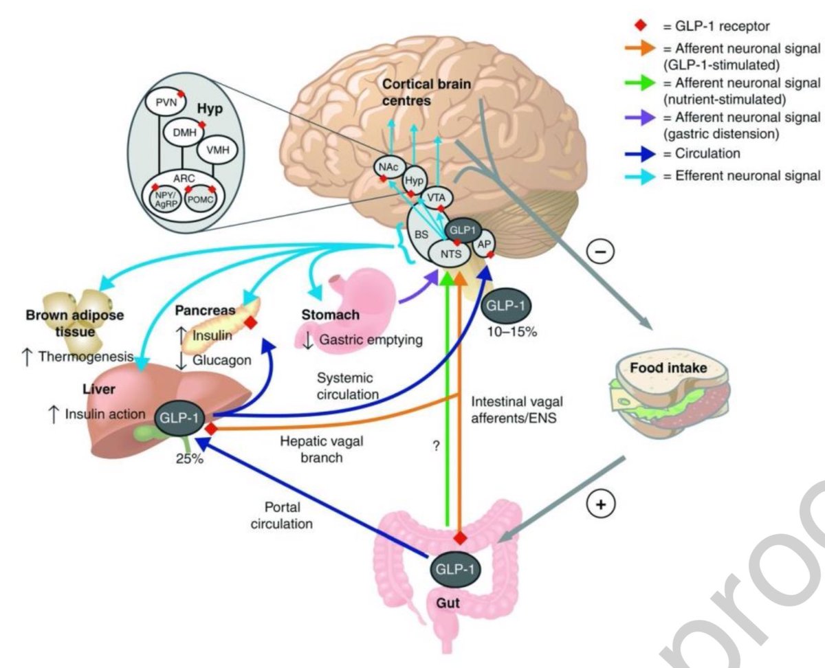 hardik4u24's tweet image. Obesity isn’t just extra weight ⚖️—it’s a multi-organ threat! ❤️ 🧠 🫘 🩸

From heart disease to kidney dysfunction, the risks are real

But GLP-1 RAs 💉offer hope by targeting appetite &amp;amp; metabolism

📖doi.org/10.1016/j.amjm… (2025)

#Nephrology #Obesity #GLP1 #MedTwitter #NephX