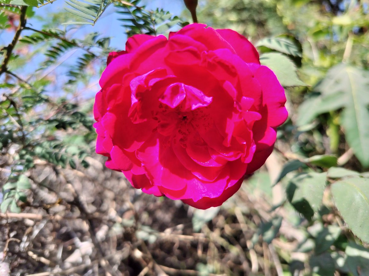 Good morning friends