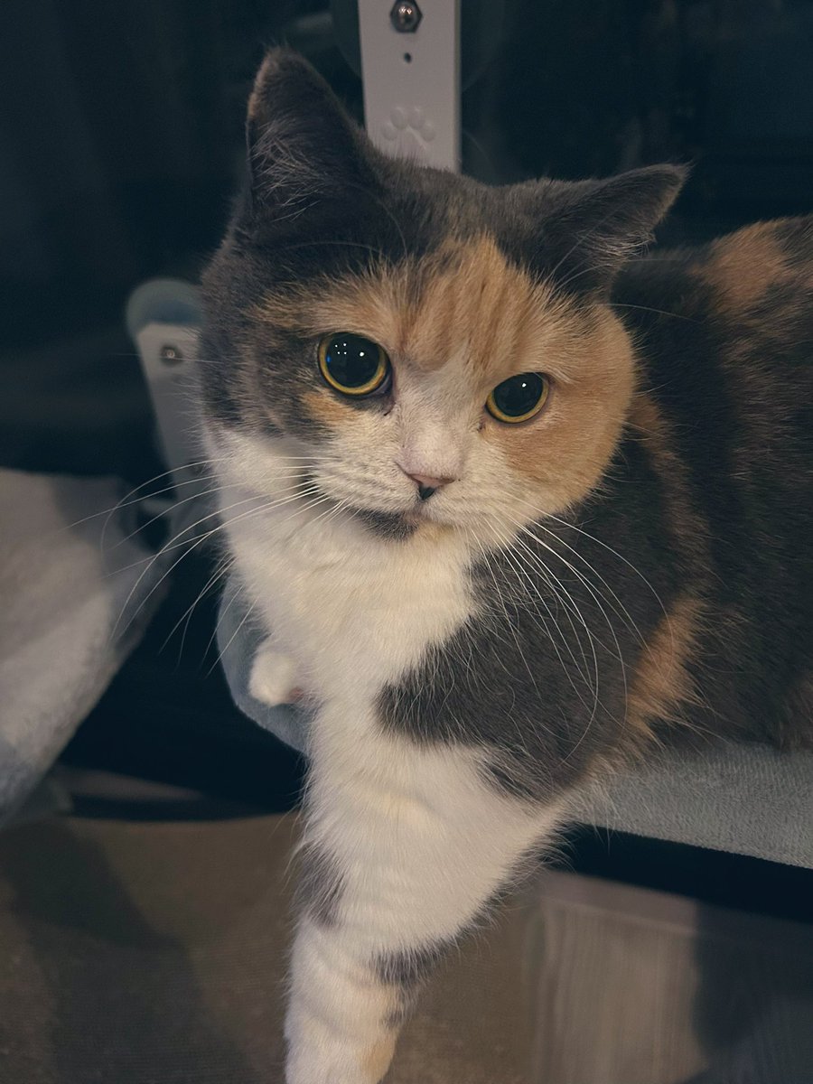 ねこは自分の可愛さを知っている！