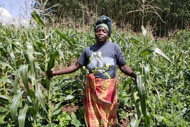 The 2024/25 agricultural season has been tough, with scarce &amp; delayed rains affecting the 3R program districts. 

<a href="/IFDCGlobal/">IFDC</a> is supporting farmers in production planning, access to improved inputs, &amp; integrated practices to build #resilience against climate change. 

@SwedeninMZ